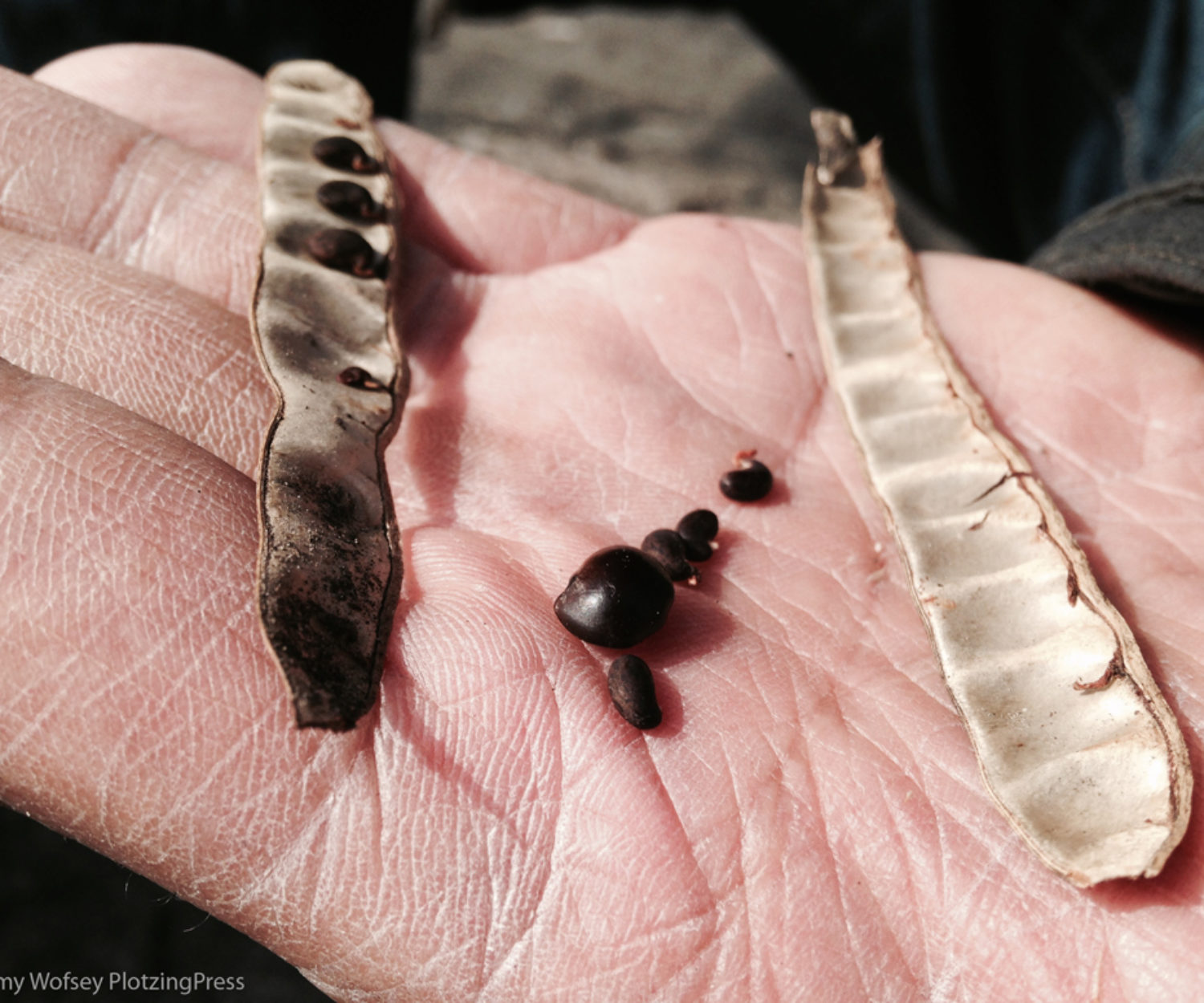 Plant the seed for roots farmer An. 